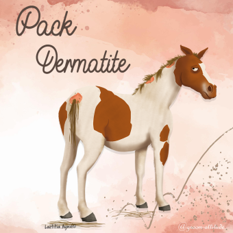 Pack Dermatite Cheval - Soin Complet pour Peaux Sensibles en 2 Formats