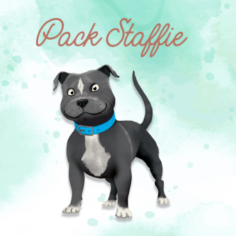 Pack Entretien pour Staffordshire et Staffie -  Peau Sensible et Poil Court.