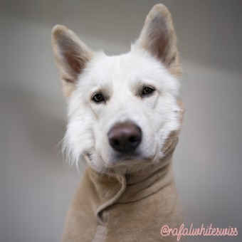 Peignoir pour Chien - Bulle & Douce - Dune du Pilat