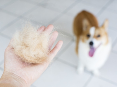 La mue du chat et du chien, quand votre animal perd ses poils 